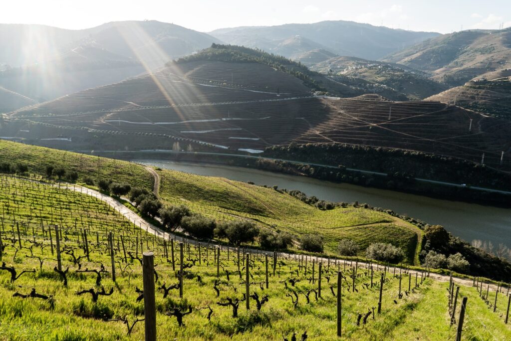 Quinta dos Murças distinguida com Prémio Vintage IVDP Ambiente e Sustentabilidade 2020