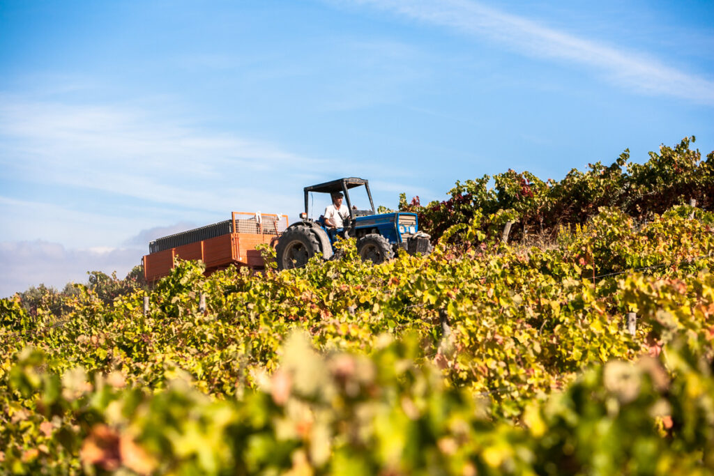 Quinta de Chocapalha abre portas para os amantes de vinho durante as vindimas