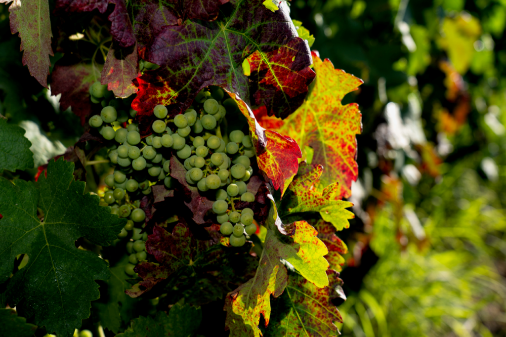 Vindimas na Taboadella e na Quinta Nova