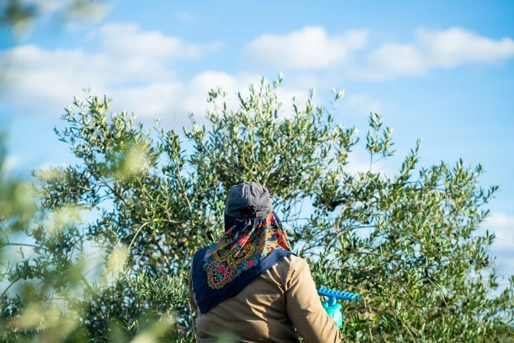 Enoturismo da Herdade do Esporão com programa especial dedicado à Campanha da Azeitona