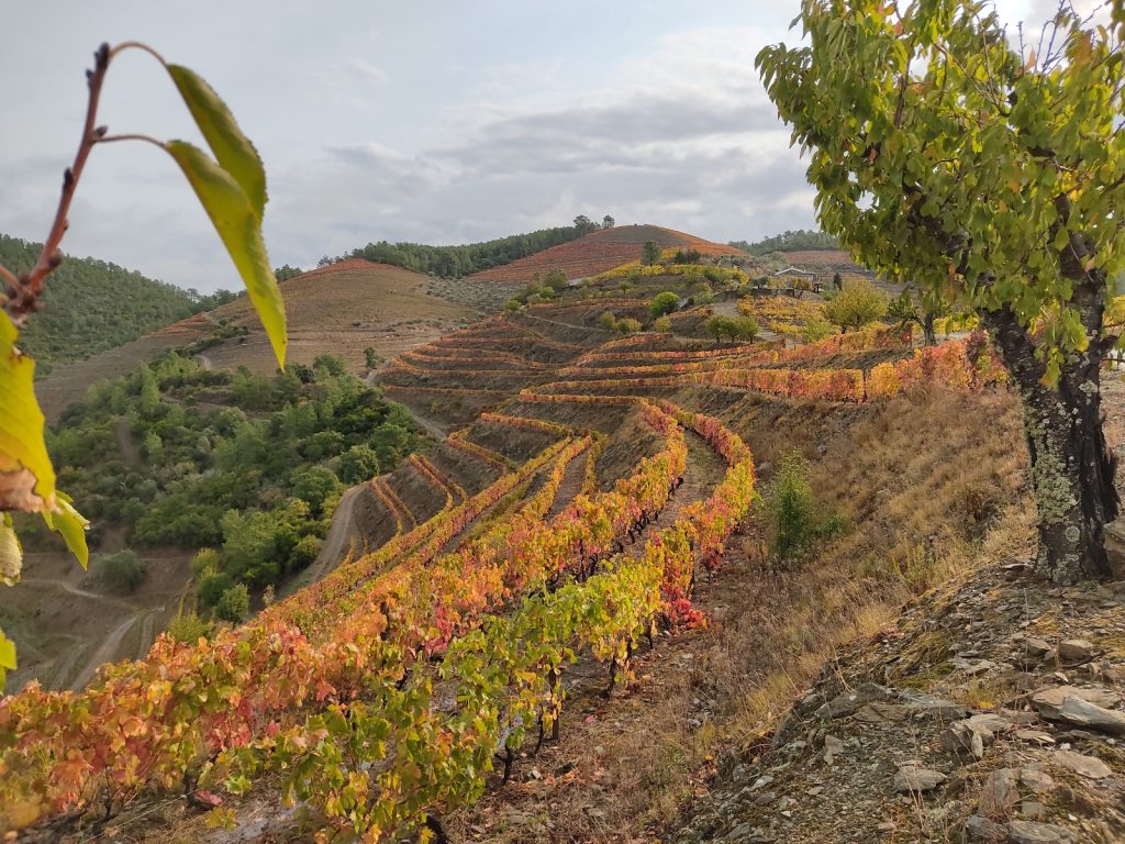 Quinta do Portal declara vintage pelo sexto ano consecutivo
