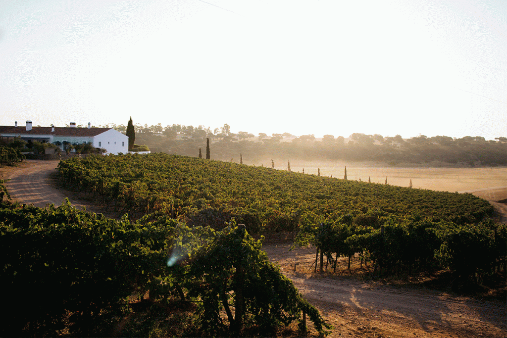 Vindimas na Malhadinha: o momento mais mágico do ano
