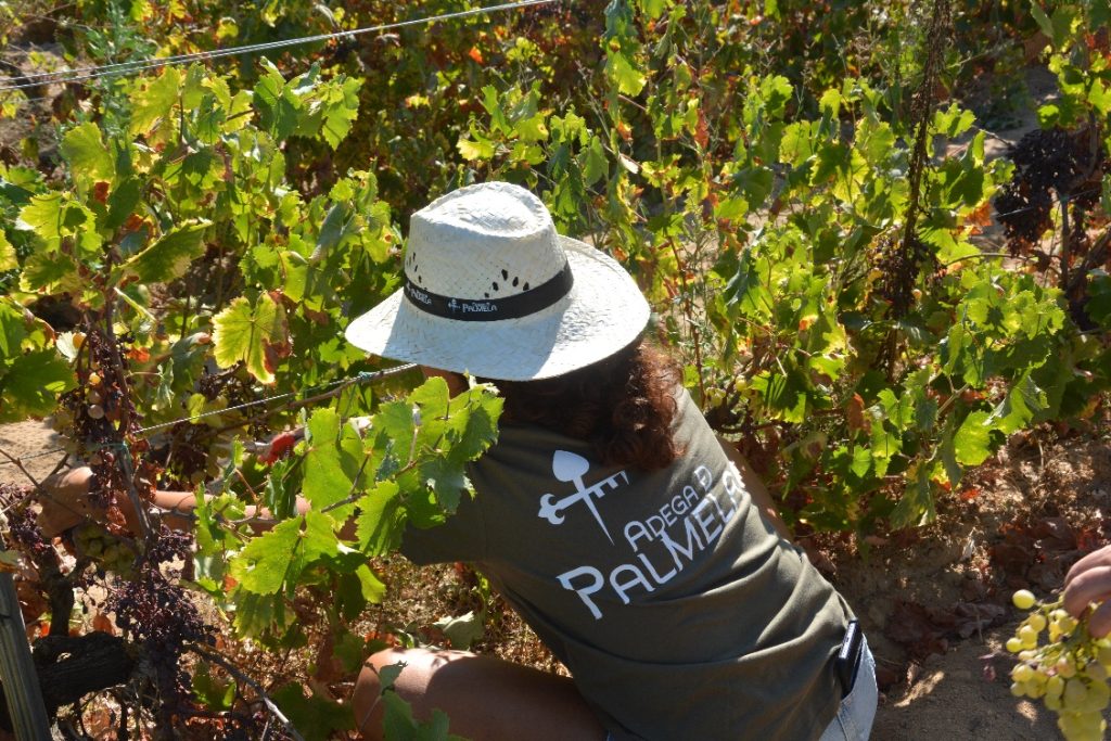 Um dia de vindima na Adega de Palmela: programa da marca vinícola que celebra o vinho durante o mês de setembro