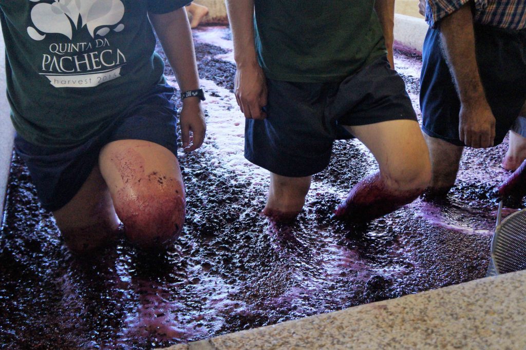Vindimas com lagarada tradicional é na Quinta da Pacheca