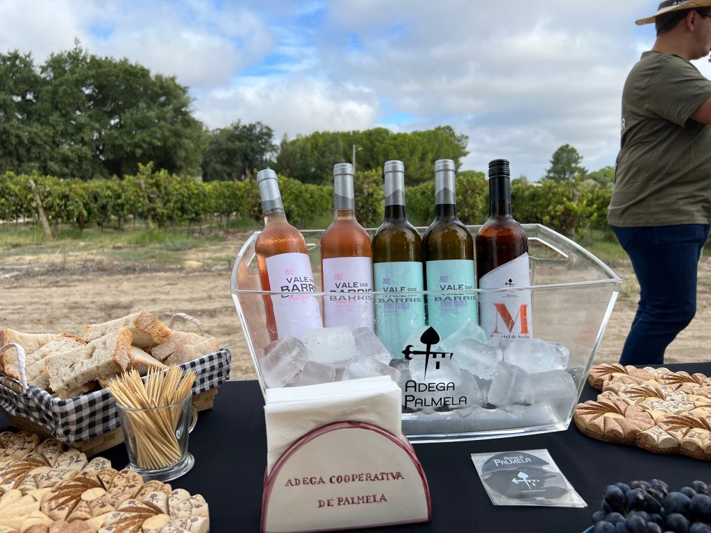 Adega de Palmela promove região Vitivinícola num dia dedicado à vindima