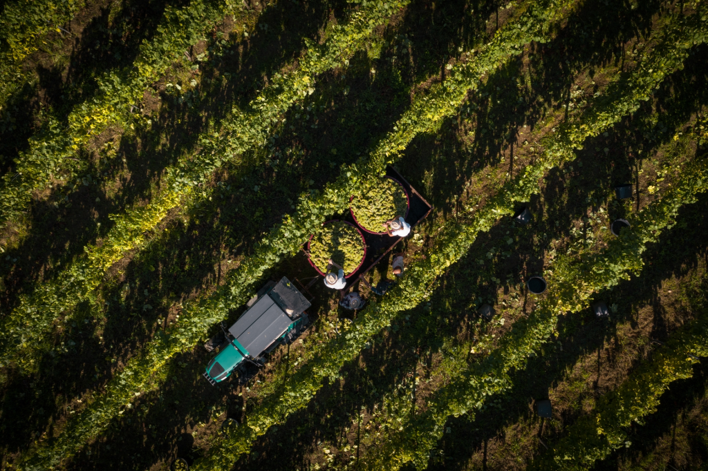 Barcos Wines reforça portefólio da Vinalda no Vinho Verde