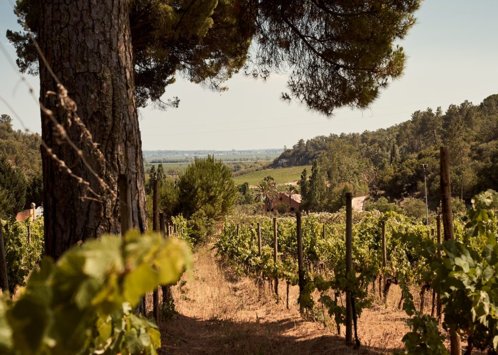 Jazz, Vinho & Vindimas Ode Winery com nova programação de eventos de verão