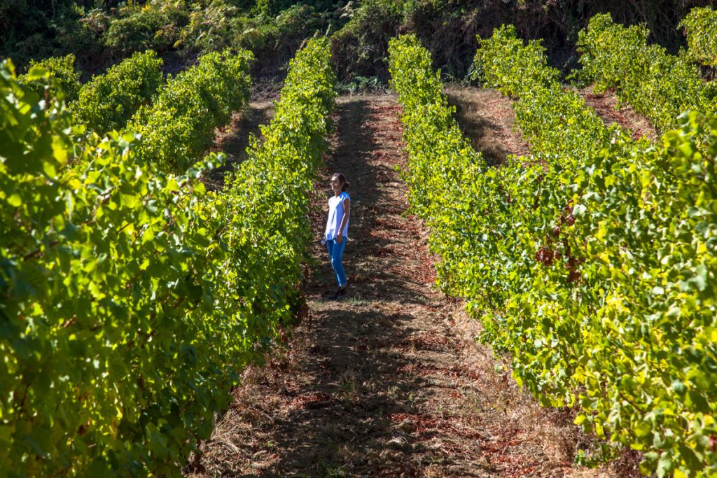 Quinta de Chocapalha certificada pelo  Referencial Nacional de Sustentabilidade do Sector Vitivinícola