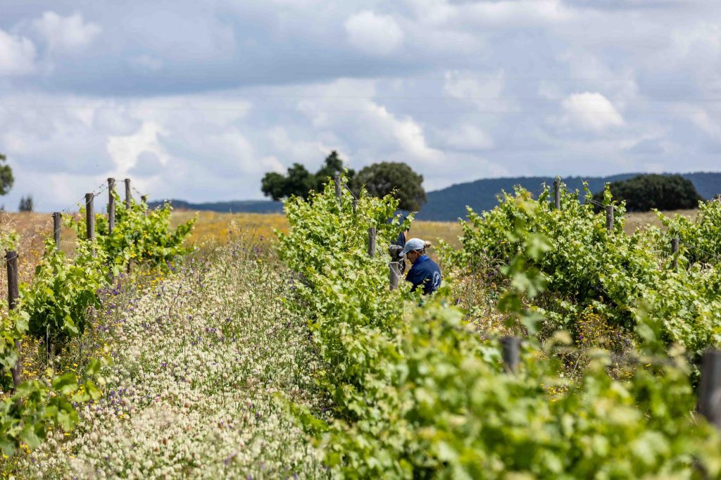 Herdade das Servas promove 1.ª edição do Regenerative Wine Fest