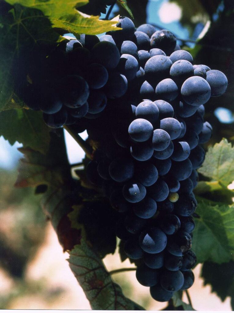 Castelão Extreme: A nova marca coletiva dos Vinhos da Península de Setúbal