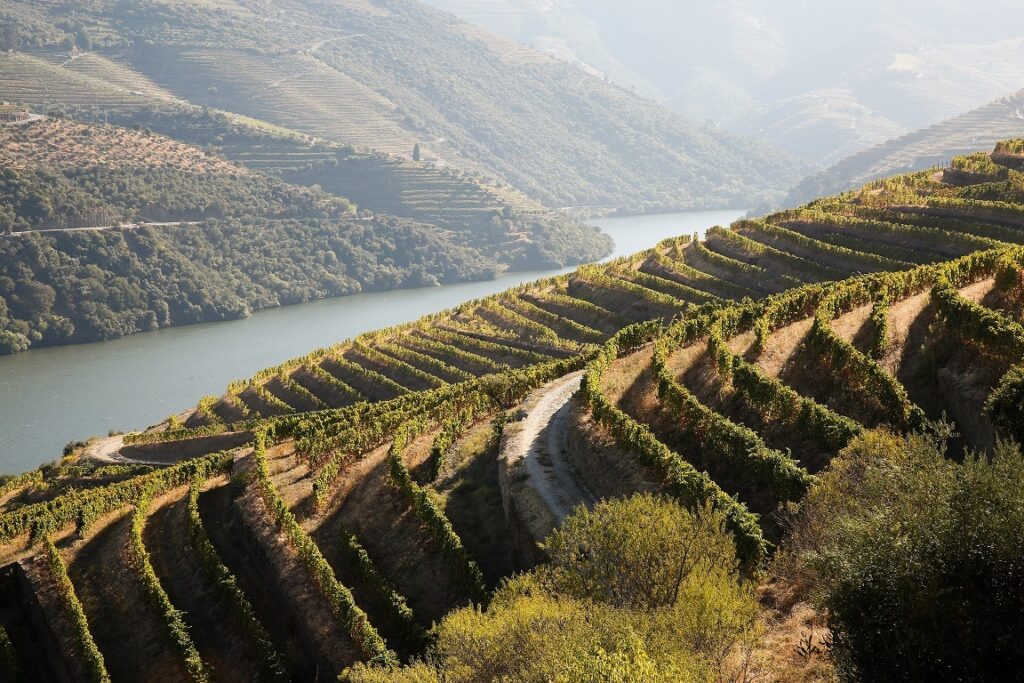 Douro distinguido como Região de Vinho do Ano no Mundo