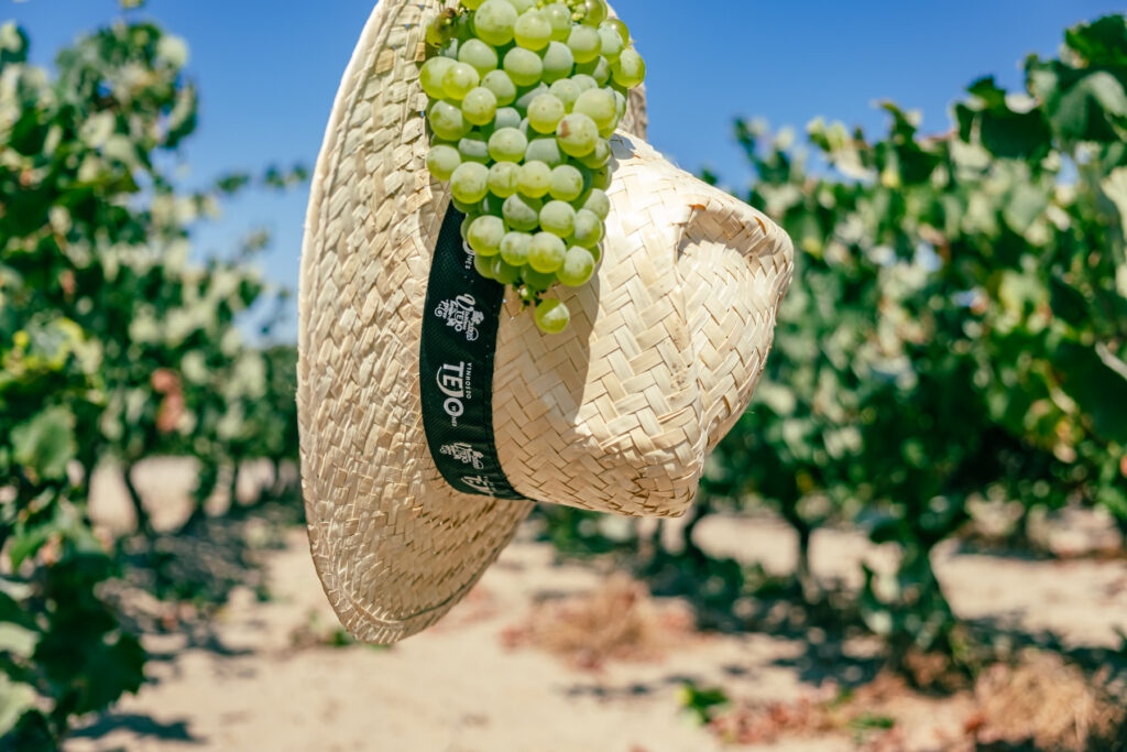 Rota dos Vinhos do Tejo com oito programas de vindimas